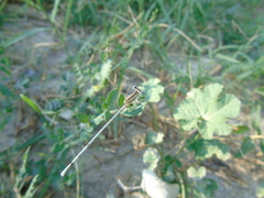 Platycnemis pennipes