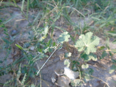 Platycnemis pennipes