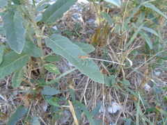 Platycnemis pennipes