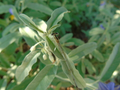 Platycnemis pennipes