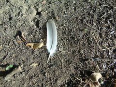 Streptopelia decaocto