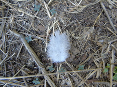 Streptopelia decaocto