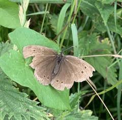 Aphantopus hyperantus