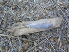 Streptopelia decaocto