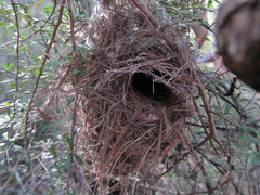 Acanthiza pusilla