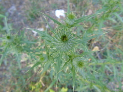 Cardueae