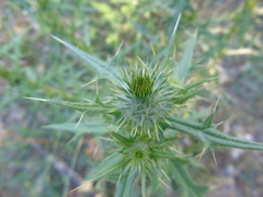 Cardueae