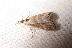 Euchromius anapiellus