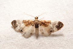 Eupithecia breviculata