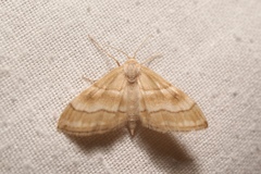 Idaea circuitaria