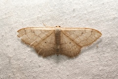Idaea deversaria