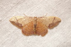 Idaea ostrinaria