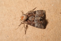 Mesoligia