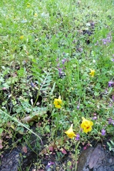 Collinsia sparsiflora