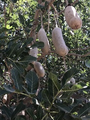 Kigelia