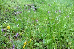 Collinsia sparsiflora