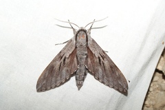 Sphinx maurorum