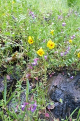 Collinsia sparsiflora