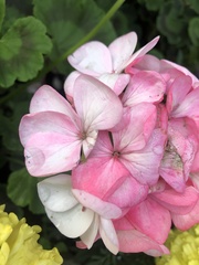 Pelargonium × hybridum