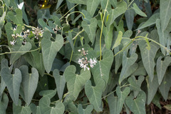 Cynanchum acutum