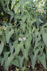 Cynanchum acutum