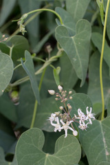 Cynanchum acutum