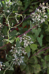 Cynanchum acutum