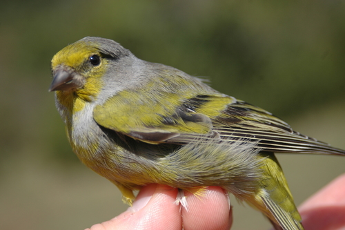 Citril Finch, photo 5 of 7