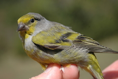 Citril Finch photo 5