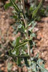 Lactuca serriola