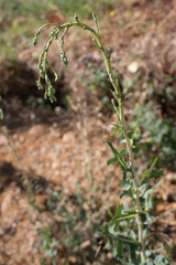 Lactuca serriola