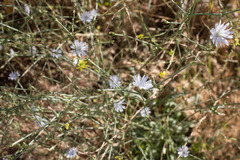 Cichorium intybus