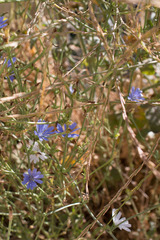 Cichorium intybus
