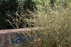 Cichorium intybus