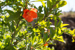 Punica granatum