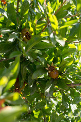 Punica granatum