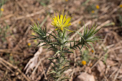 Carthamus lanatus