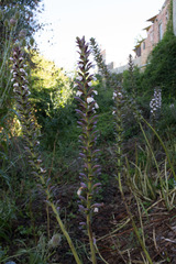 Acanthus mollis
