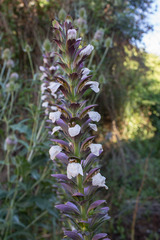 Acanthus mollis