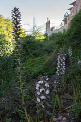 Acanthus mollis