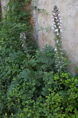 Acanthus mollis