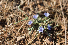 Cichorium intybus