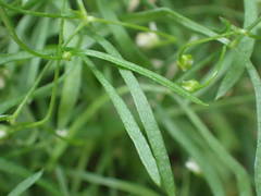 Moehringia intermedia
