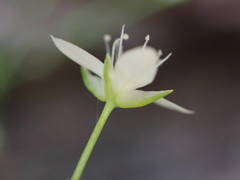 Moehringia intermedia
