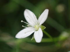 Moehringia intermedia