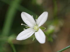 Moehringia intermedia