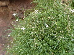 Moehringia intermedia