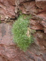 Moehringia intermedia