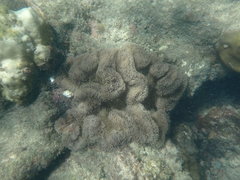 Stichodactylidae