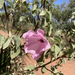 Hibiscus symonii - Photo (c) patsy1955, some rights reserved (CC BY-NC)